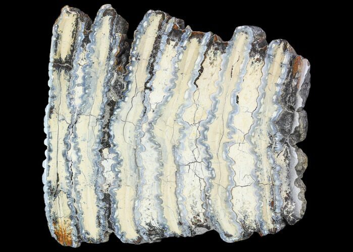 Polished Mammoth Molar Section - South Carolina #125551